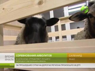 free в салехарде определят лучшего молодого ветеринара ямала hd
