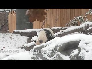 free панда кайфует от выпавшего снега а вы давно ли потеряли чутье к настоящей жизни hd