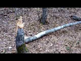free очередная срубленная береза в лесу около ефимьево hd