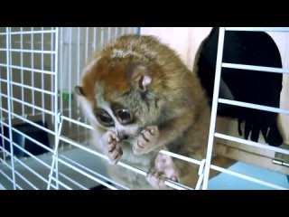 free милейшее молодые которое часто путают с лемурами называется толстые лори hd