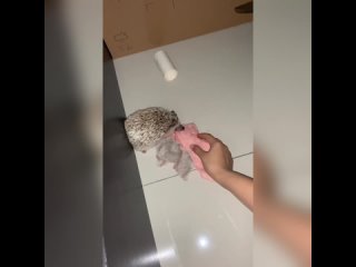 free это я пытаюсь отобрать у своей жены одеяло холодной ночью hd