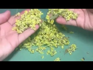 free бабушка уже 18 лет пьет вместо чая лечит абсолютно все hd