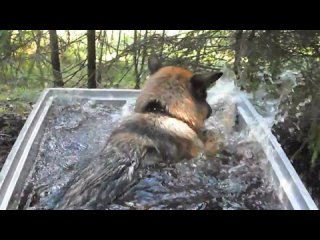 free немецкая овчарка купается в ящике с водой hd