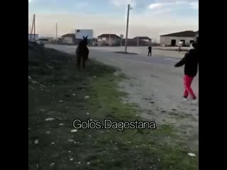 free жесть лошадь выбежала на дорогу произошло это после переезда поста дпс как заезжаешь в хасавюрт со стороны аксай hd