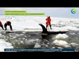 free освободите вилли в охотском море льдам не дали раздавить косаток hd