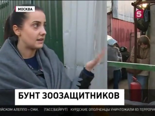 free прокуратура проверяет приют для молодые эко вешняки в москве hd