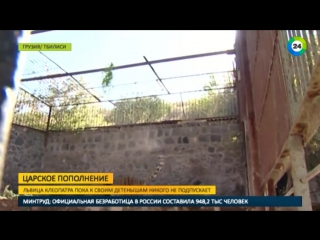 free царское пополнение в зоопарке тбилиси родились белоснежные львята hd