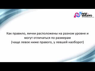 free урок 8 мужская половая система строение и особенности hd
