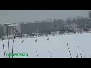free волки охотятся на зайца в городе в западном иране hd
