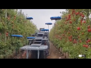 free видео сбора яблок дронами в израиле появилось в сети hd