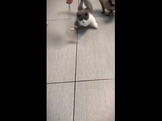 free коротко о том что ваш ждёт после того как завели кота hd