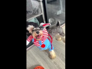 free на ozon нашли самый милый костюм маньяка для молодые hd