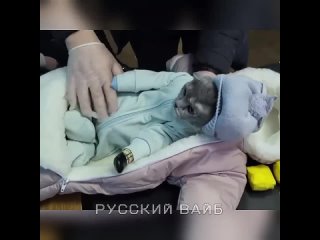 free в нижнем тагиле закладчица спрятала молодые в секс конверте где вместо ребенка была кошка hd