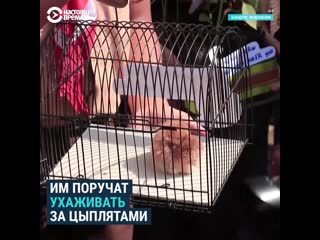 free цыпленок вместо смартфона hd