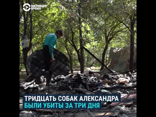 free в бишкеке уничтожили приют для молодые питомцев зарезали отравили сожгли hd