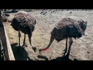 free мариупольские рассказыкак зоопарк кормил мариупольцев мариупольский зоопарк одно из самых известных мест штурма за hd