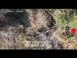 free небольшая группа противника попалась на глаза нашему оператору птицы дать возможность продолжить движение вперёд или hd