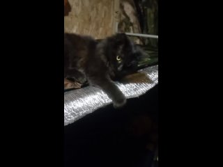 free фронтовые котики от хоттабыча кот это не только ценный антидепрессант но и охотник на мышей если захочет конечно же hd