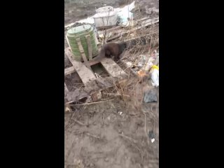 free фронтовые котики от хоттабыча кот это не только ценный антидепрессант но и охотник на мышей если захочет конечно же hd