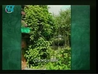 free природные лекарства фитотерапия часть 1 урок 9 лекарственные растения действующие на нервную систему hd