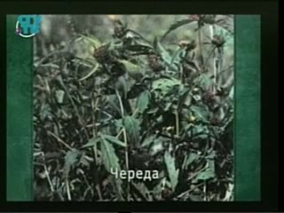 free природные лекарства фитотерапия часть 3 урок 4 растения обладающие диуретическими и противоотечными свойствами hd