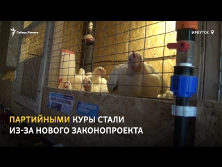 free в иркутске владельцы личных подсобных хозяйств готовятся прятать от налоговиков кур и коров в тайге сибирь реалии hd