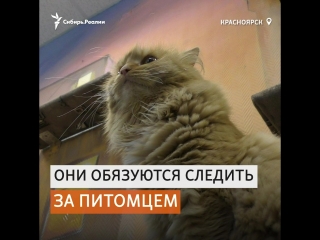 free в котокафе красноярска молодые можно забрать себе домой сибирь реалии hd