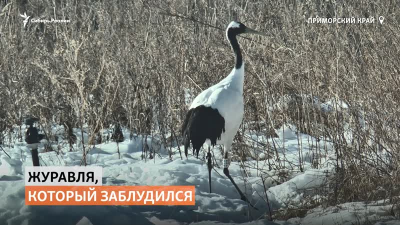free потерявшегося японского журавля спасли в приморье hd