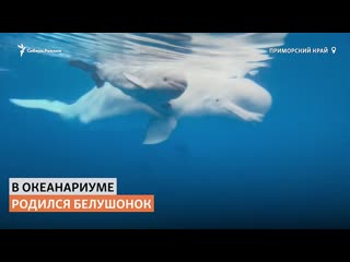 free в приморском океанариуме впервые в россии в неволе родился белушонок сибирь реалии hd