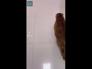 free я не толстый у меня кость пушистая hd