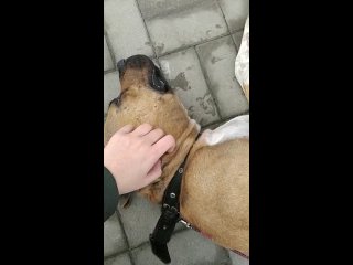 free привязали к дереву цепью и оставили умирать шокирующая история в новороссийске hd
