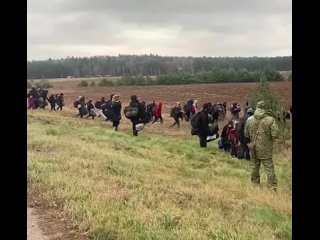 free колонна мигрантов в беларуси идет к границе польши hd