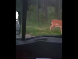 free милое видео которое сняли на трассе м3 недалеко от бегомля в сторону минска hd