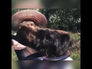 free это самое первое видео с кошкои 1899 года снятое луи люмьером видео раскрасили и отрегулировали скорость hd