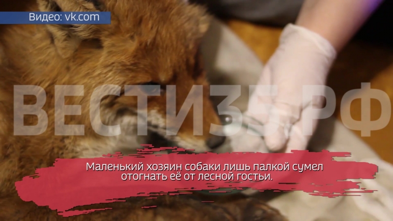 free 18 летний мальчик спас лису от разъярённой молодые hd