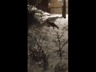 free рыжая лисица пришла полюбоваться снежными скульптурами в выборге hd