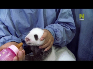 free любовное гнездышко для панд pandas wild move 2013 документальный фильм hd