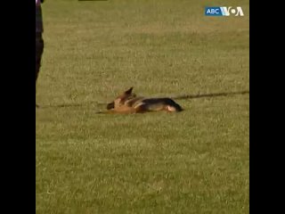 free щенок немецкой овчарки по кличке коммандер которого президент сша джо байден получил недавно в подарок от hd