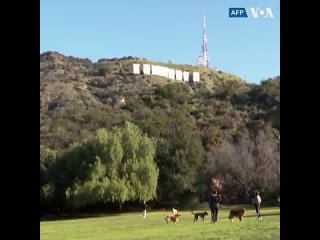free на месте знаменитой надписи hollywood в лос анджелесе появилась временная надпись rams house в честь победителей hd