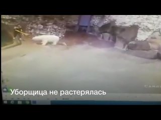 free на уборщицу в вольере вышел белый медведь реакция женщины поразила интернет hd