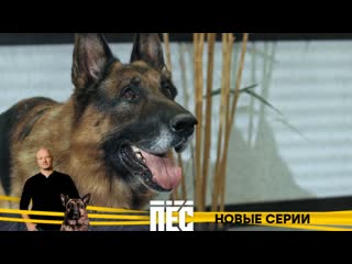 free любимые герои и новые серии детективного сериала пёс с 9 декабря в 2100 на нтв hd
