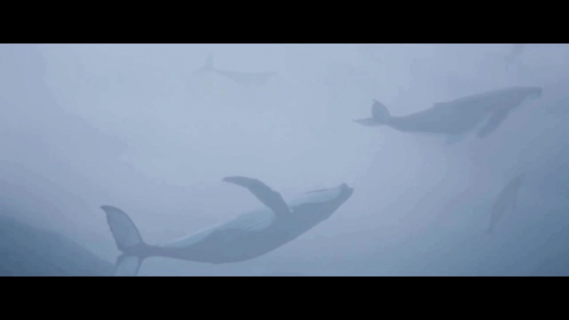 free в небе только и разговоров что о море и о закате hd