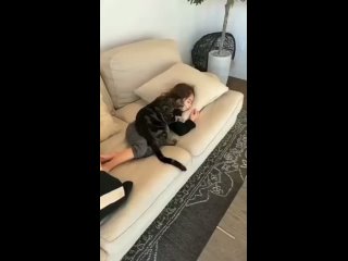 free кому нужно одеяло когда у тебя есть кот hd