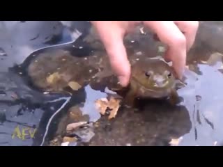 free ебаная блять лягушка кричит как сирена 2 ой мировой hd