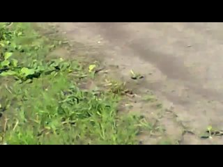 free машина на глазах из желтой превратилась в черную hd