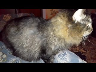 free кот марс вечерние ласки пришлось подстричь hd