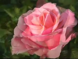 free поздравление с днем рождения нежная песня и красивые розы hd