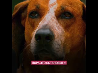 free запретить жестокое обращение с молодые попраи в конституцию россии hd