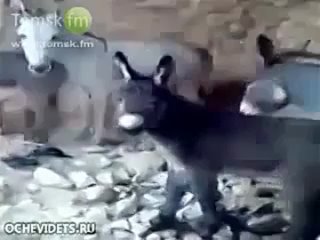 free и не говорите что чурки не ебут ослов или овец hd