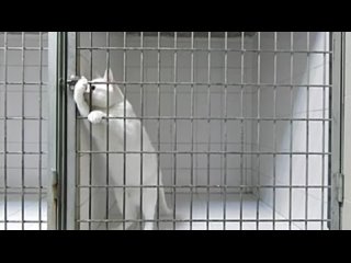 free побег хитрого коте из клетки приколы с девушками жесть ржака порно сиськи член жопа this is хорошо100500 машина hd